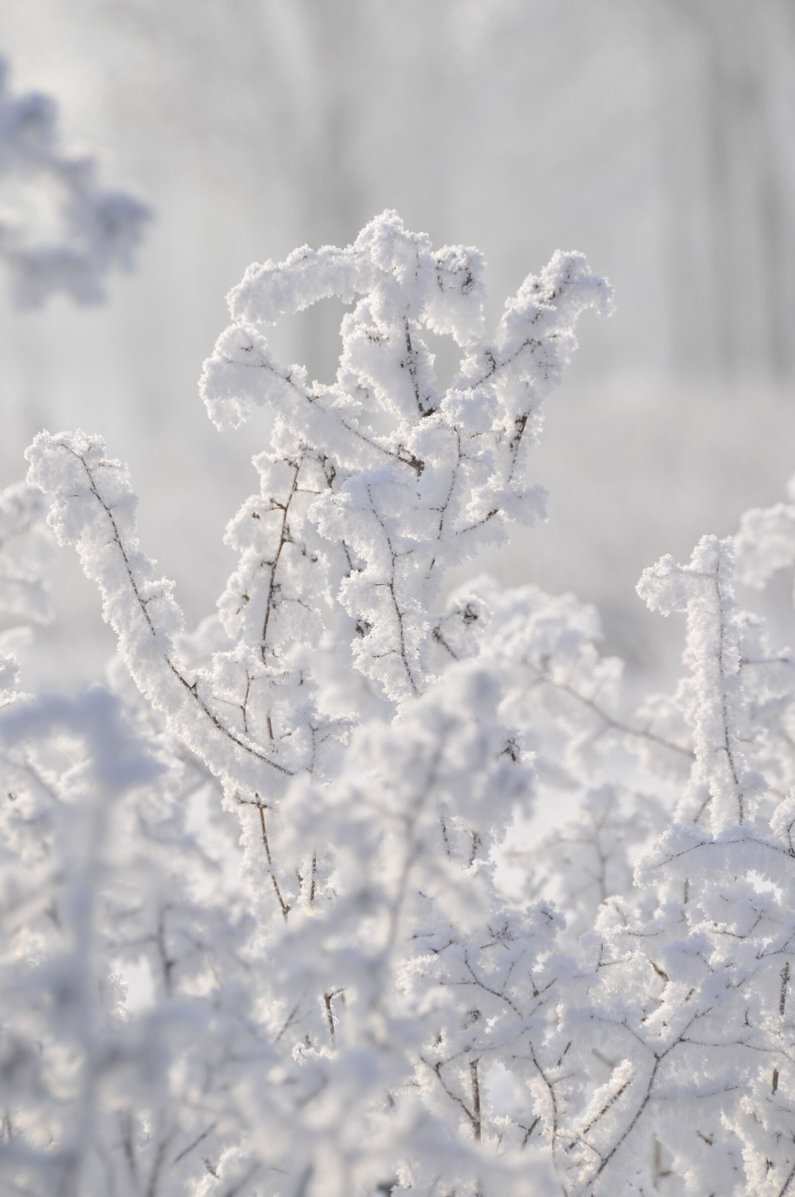 Nikon D300 sample photo. Plants, winter, frost photography