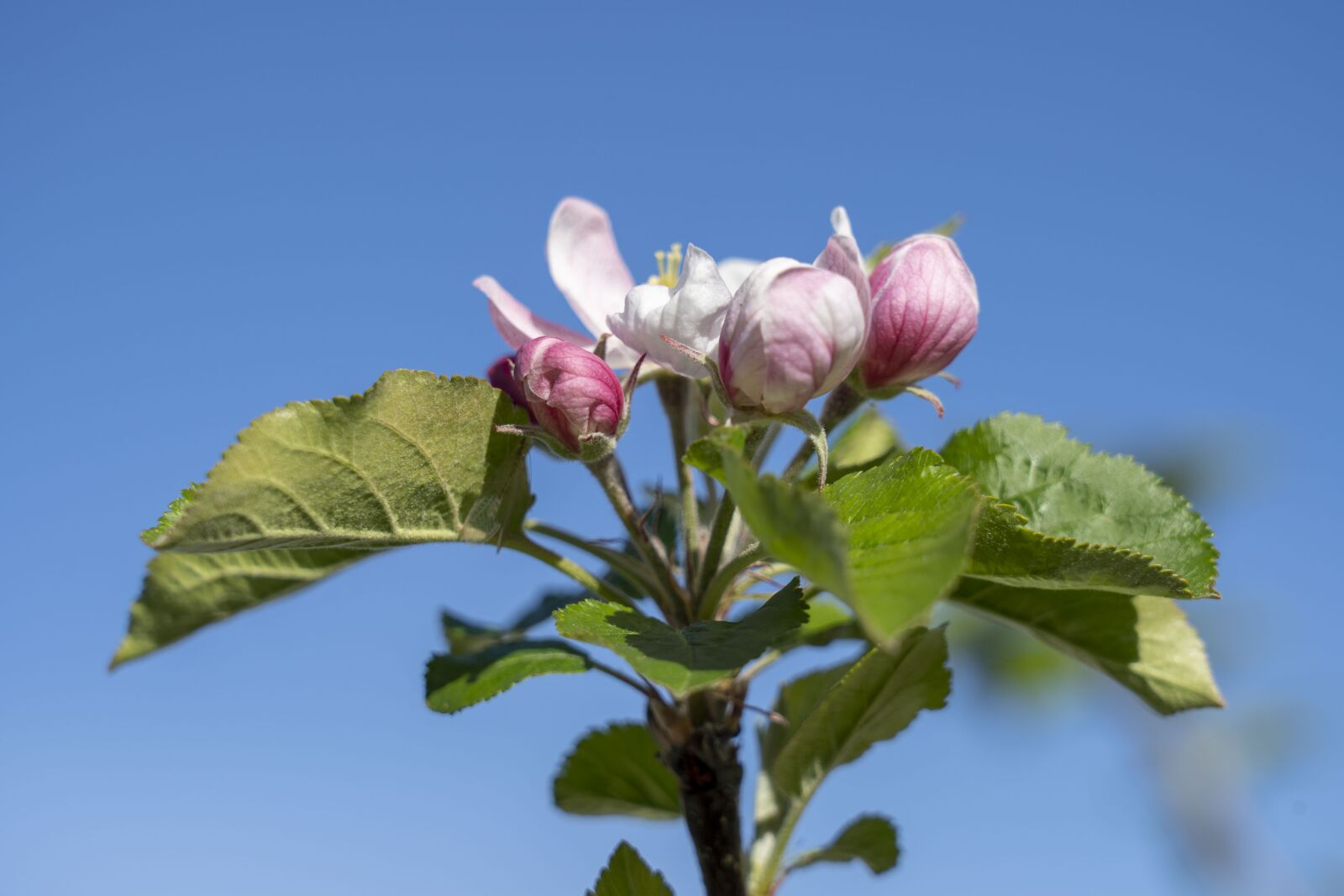 Sony FE 24-105mm F4 G OSS sample photo. Flowers, flower, the puck photography