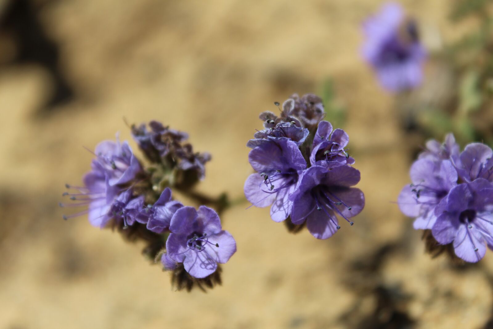Canon EOS 1200D (EOS Rebel T5 / EOS Kiss X70 / EOS Hi) sample photo. Flower, purple, purple flower photography