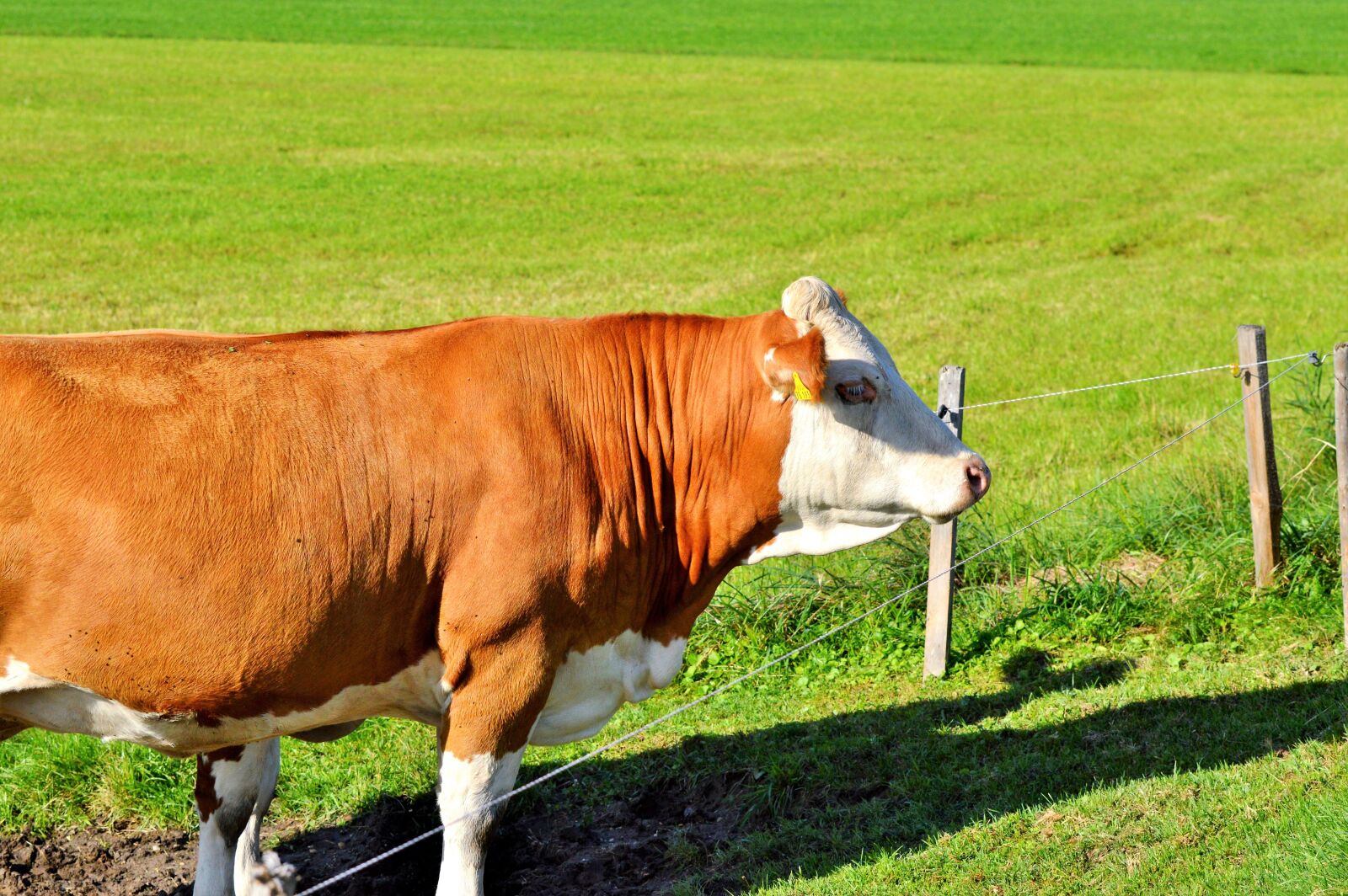Nikon D3200 sample photo. Cow, beef, ruminant photography