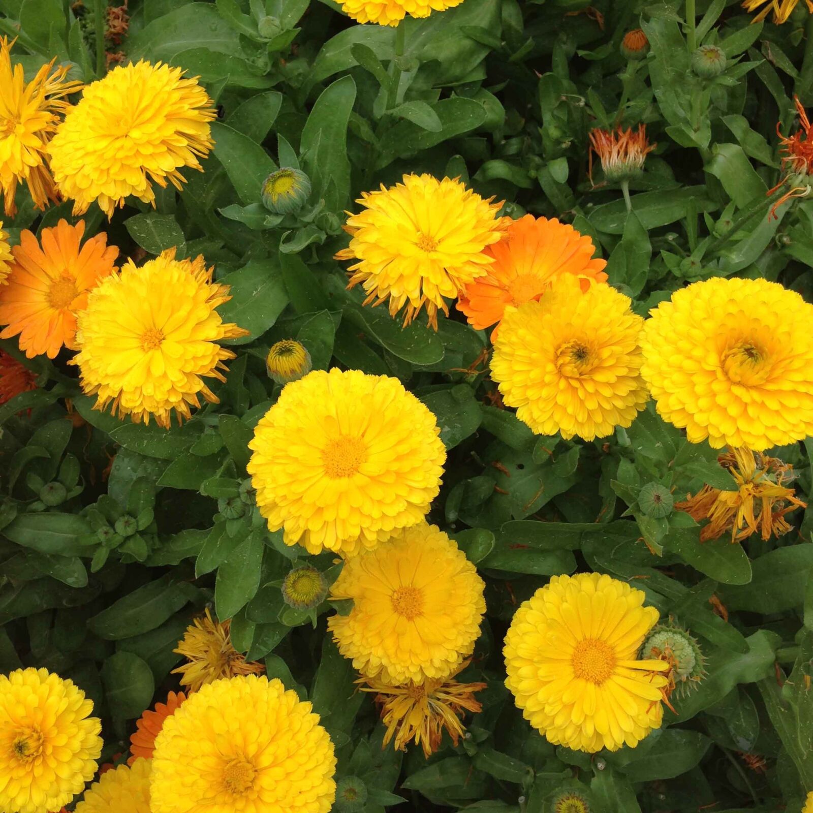 iPhone 5 back camera 4.12mm f/2.4 sample photo. Spring, flowers, nature photography
