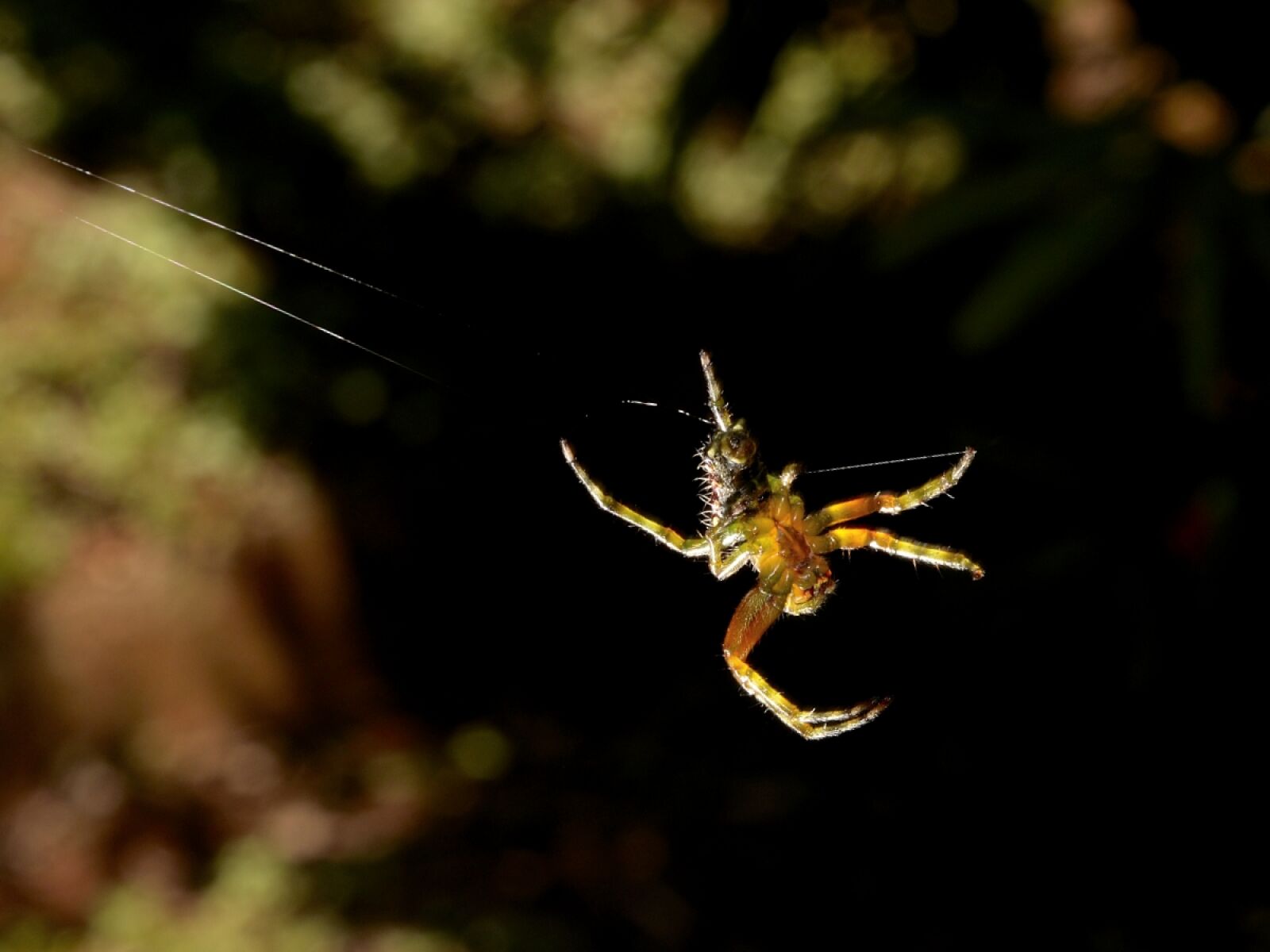 Nikon D5100 sample photo