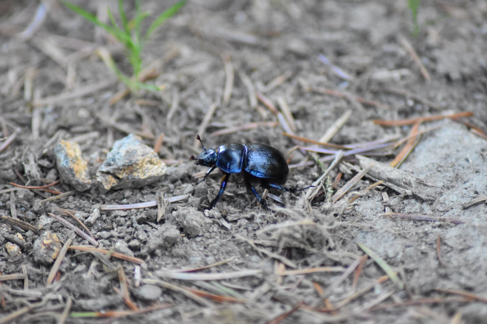 Nikon D5500 sample photo. Insect, natural, beetle photography