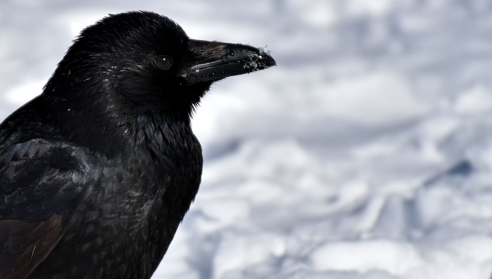 Nikon D7200 sample photo. Crow, animal, common raven photography