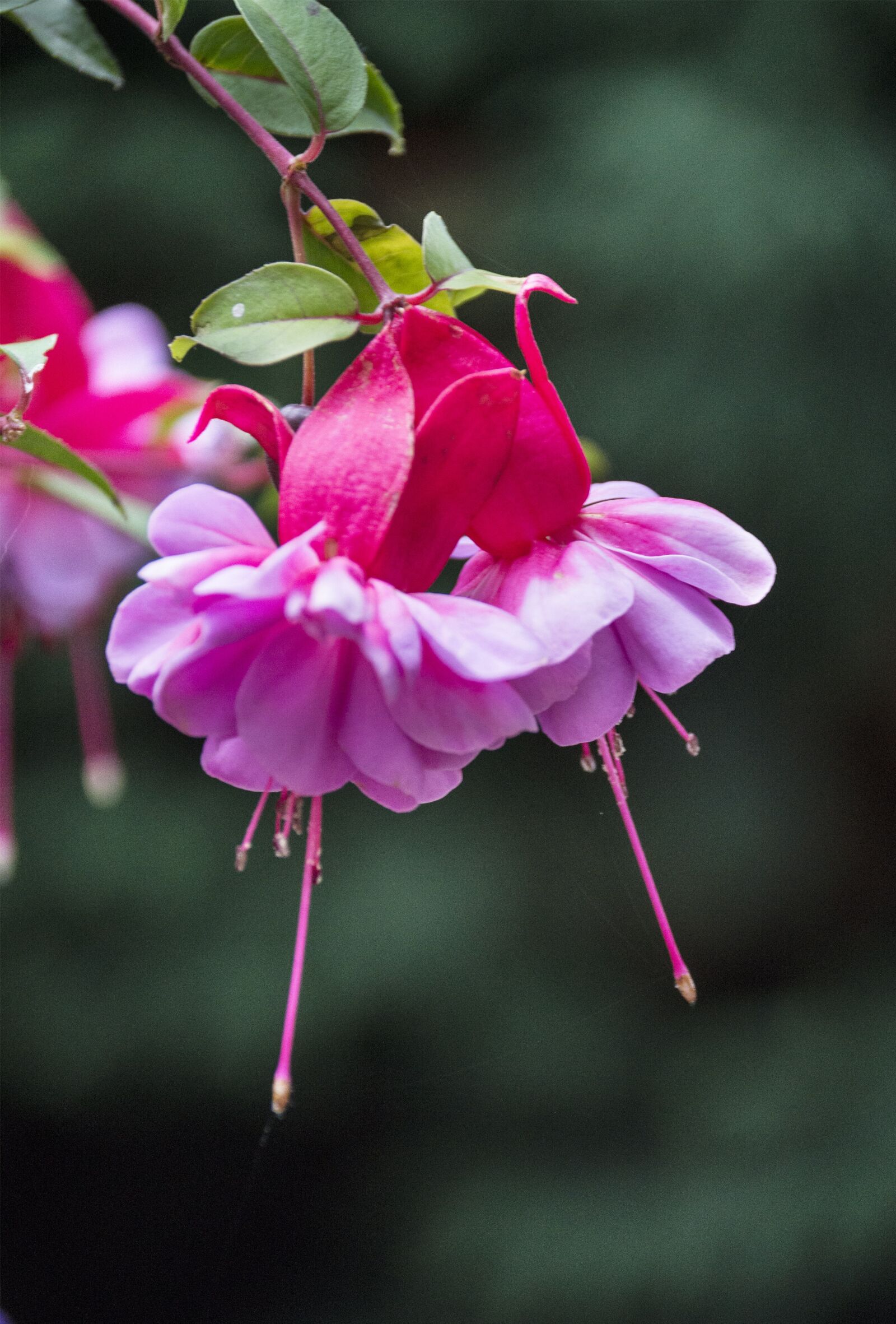 Nikon D3200 sample photo. Flower, nature, roses photography