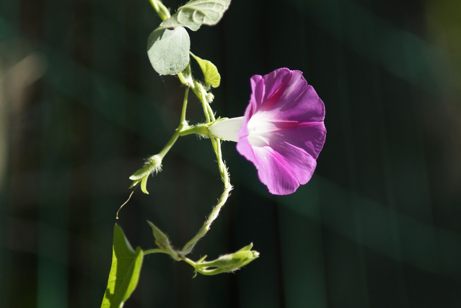 Sony SLT-A77 + Minolta AF 70-210mm F4 Macro sample photo. It, a, flower photography