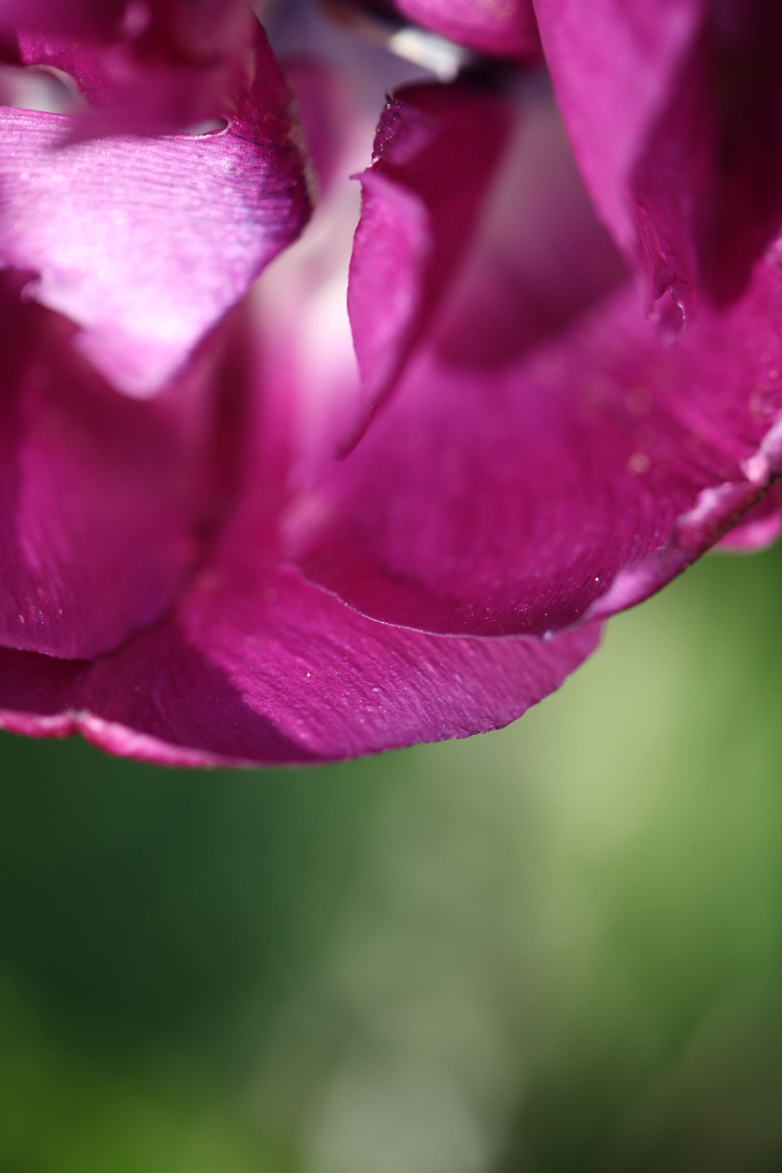 Canon EOS 5D Mark II sample photo. Tulip, detail, spring photography