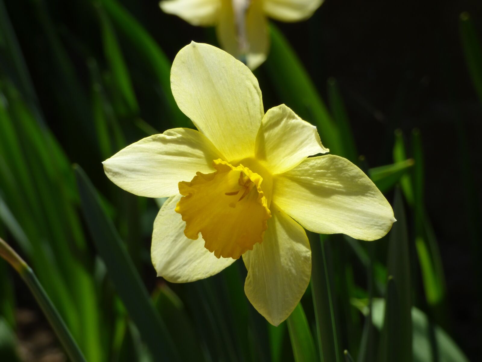 Panasonic DMC-FZ72 sample photo. Narcissus, flower, spring flowers photography