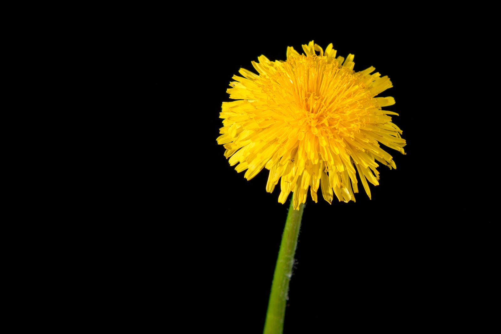 Canon EOS 70D + Canon EF 24-105mm F4L IS USM sample photo. Dandelion, yellow, flower photography