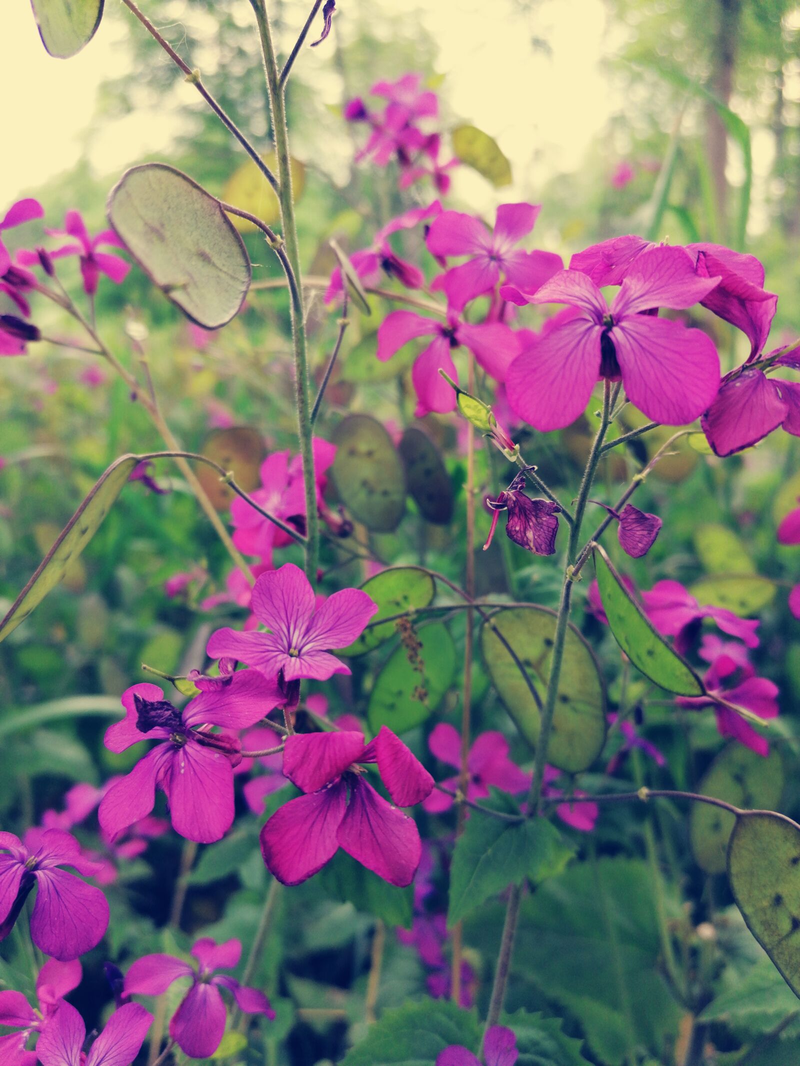 HUAWEI P30 LITE sample photo. Flowers, forest, blossom photography