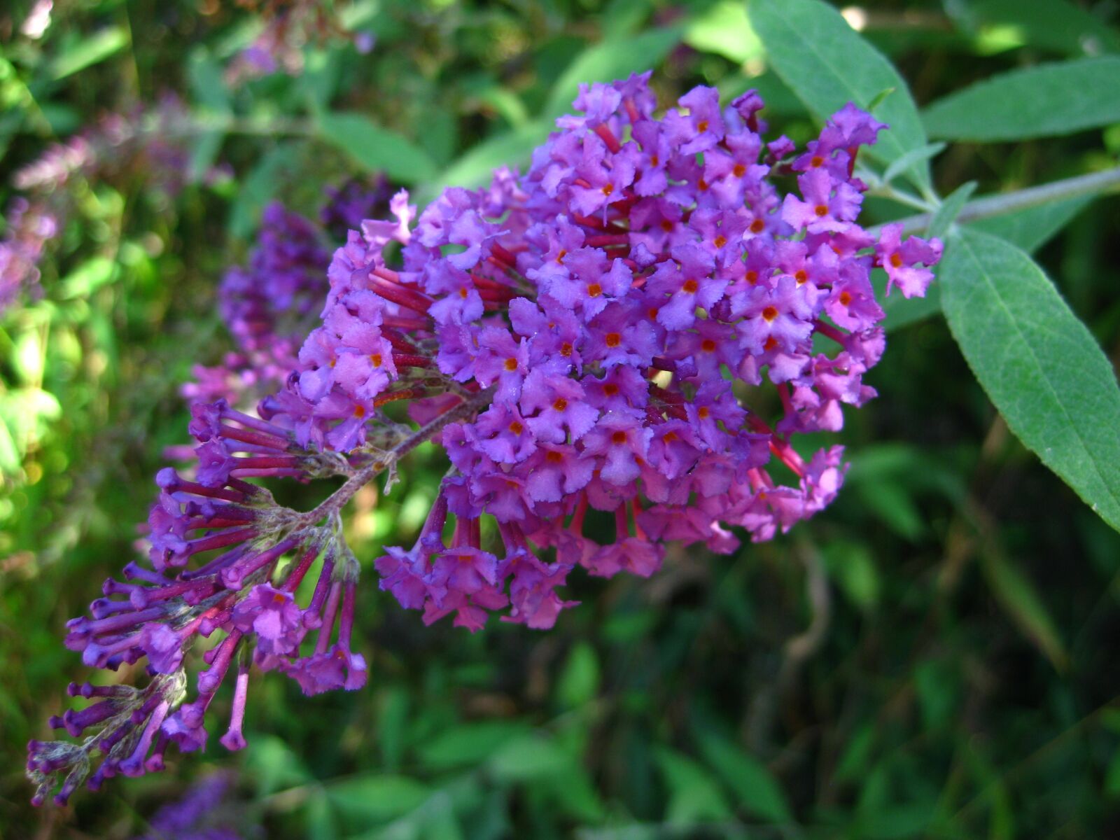 Canon PowerShot SD1100 IS (Digital IXUS 80 IS / IXY Digital 20 IS) sample photo. Flower, butterfly bush, colorful photography