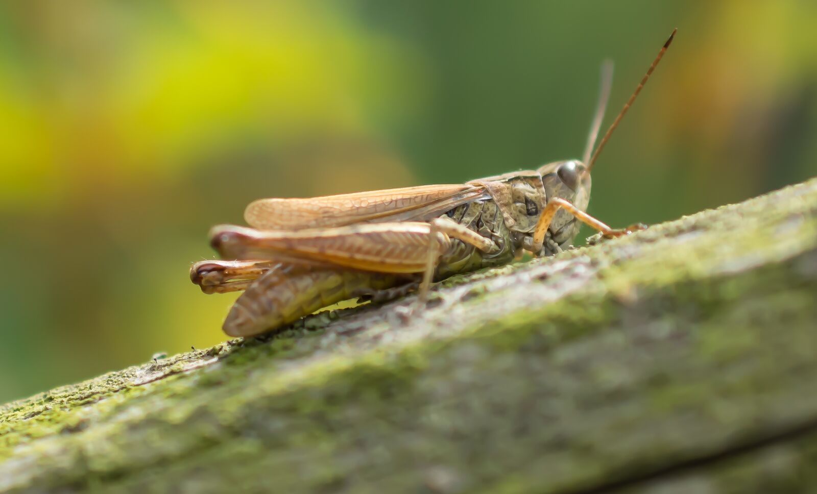 Nikon D5200 sample photo. Grasshopper, macro, insect photography