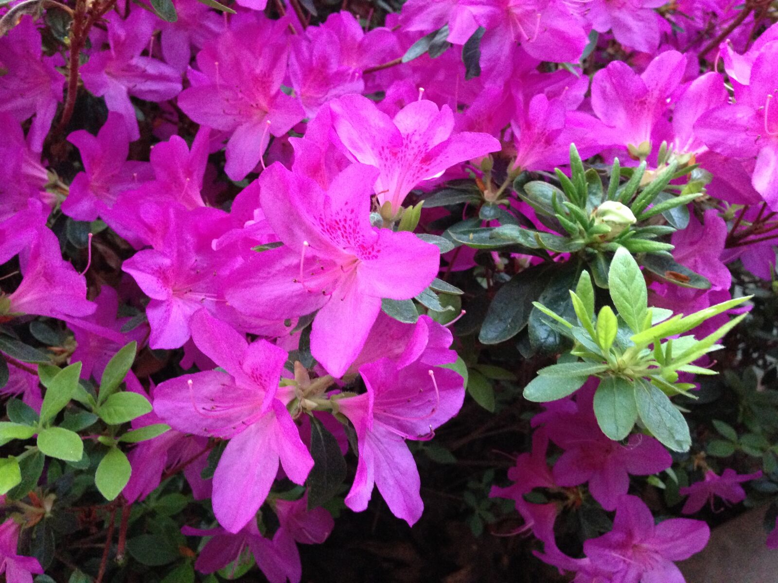 Apple iPhone 5 sample photo. Azalea, flower, pink photography