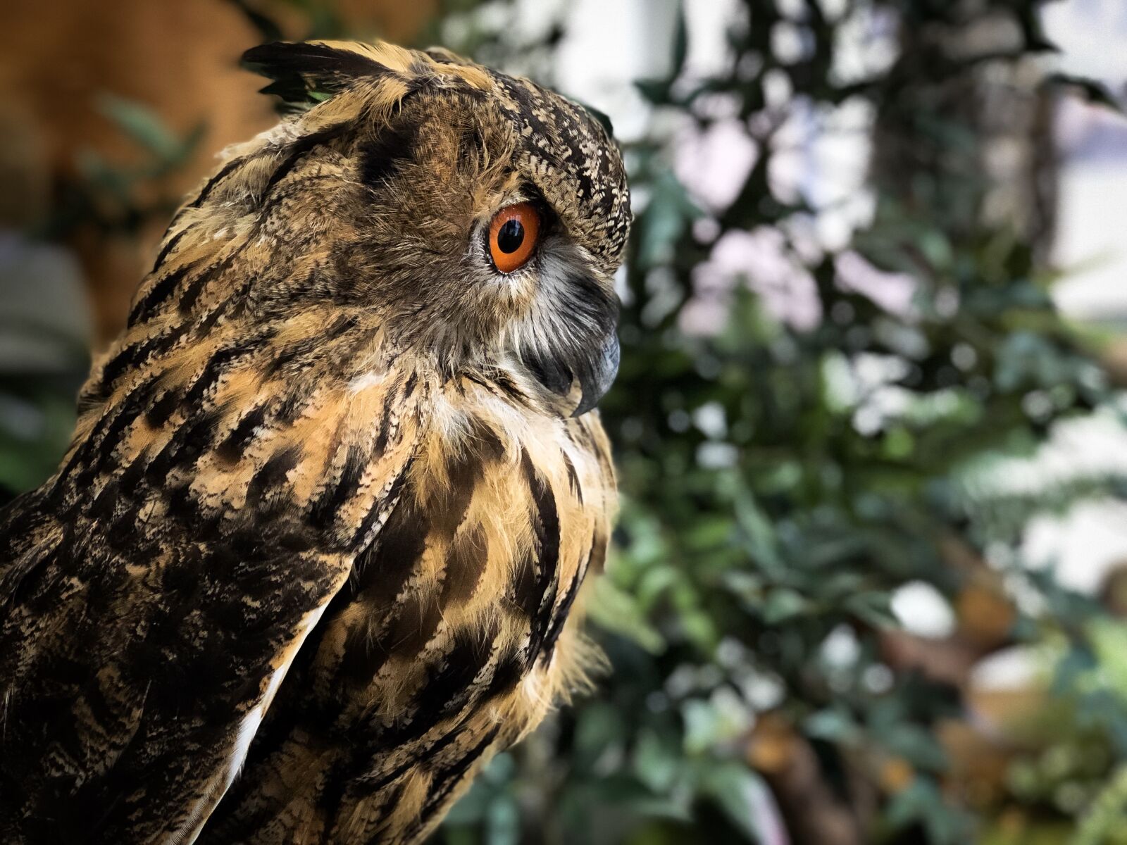 iPhone 8 Plus back dual camera 6.6mm f/2.8 sample photo. New, birds, feather photography