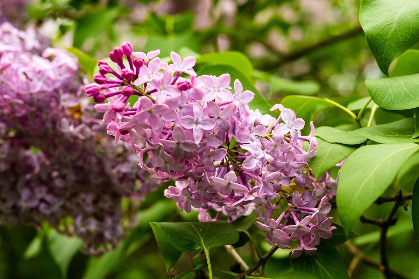 Panasonic Leica DG Summilux 25mm F1.4 II ASPH sample photo. Lilac, flower, spring photography