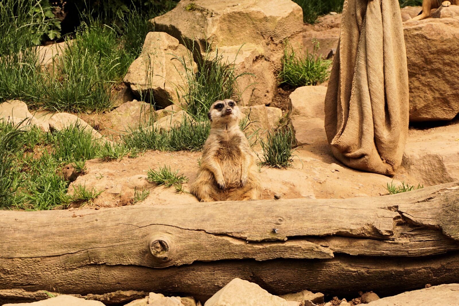 Sony a6000 sample photo. Meerkat, animals, zoo photography