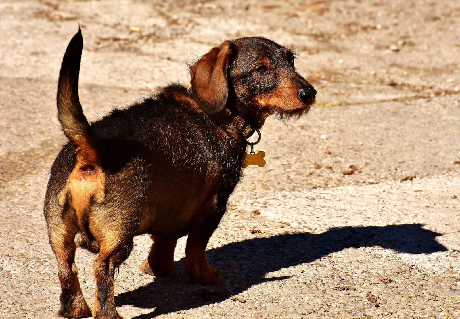 Nikon D7200 sample photo. Rauhaardackel, dog, animal photography