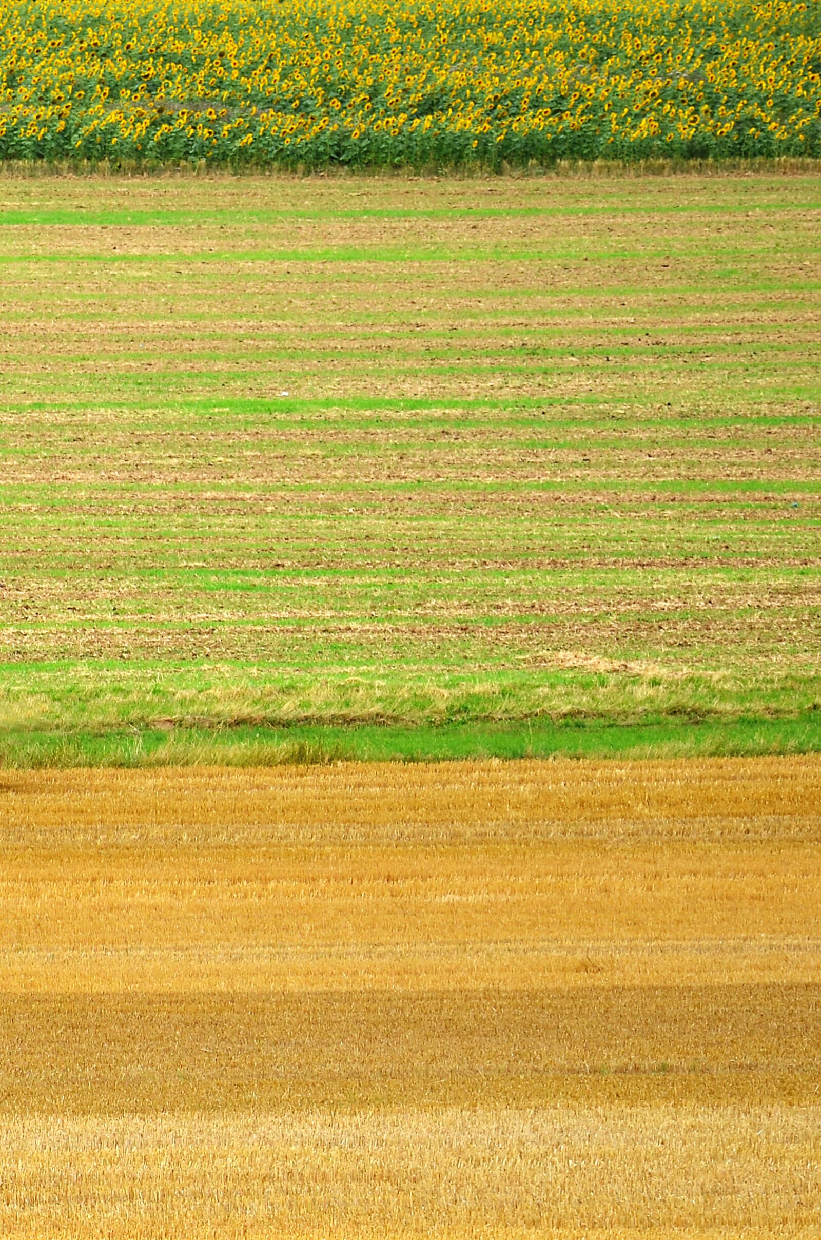 Nikon D5100 sample photo. Field, sunflower, hay photography