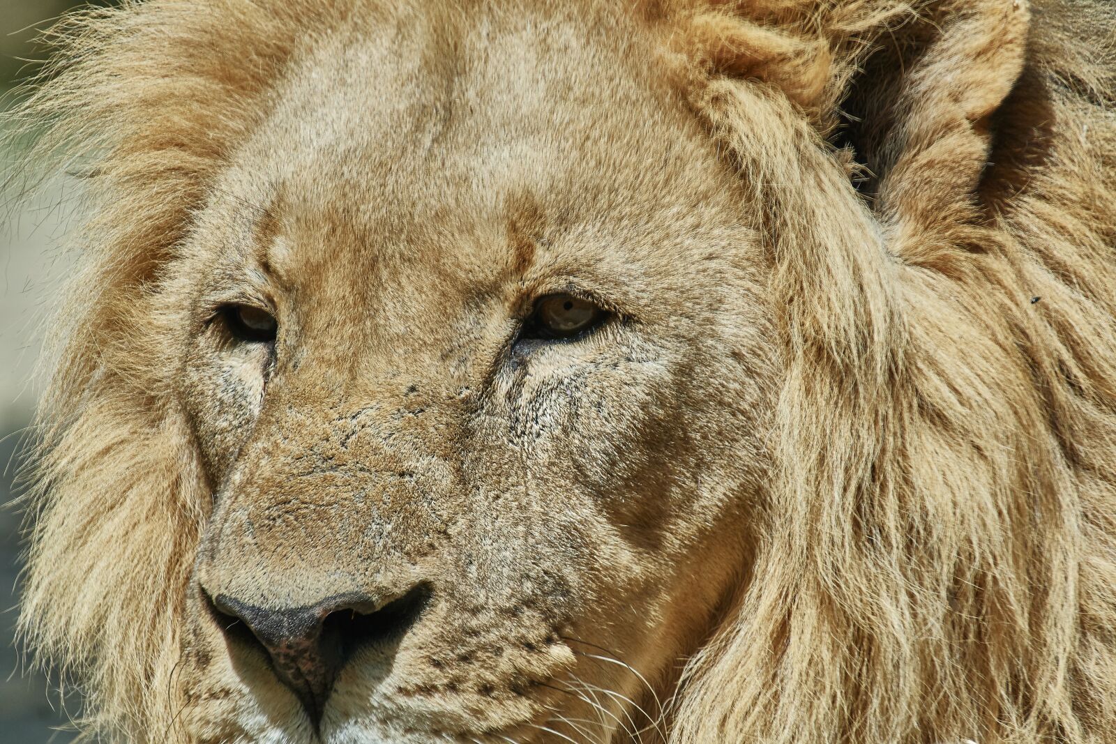Nikon AF-S Nikkor 200-500mm F5.6E ED VR sample photo. Lion, king, mammal photography