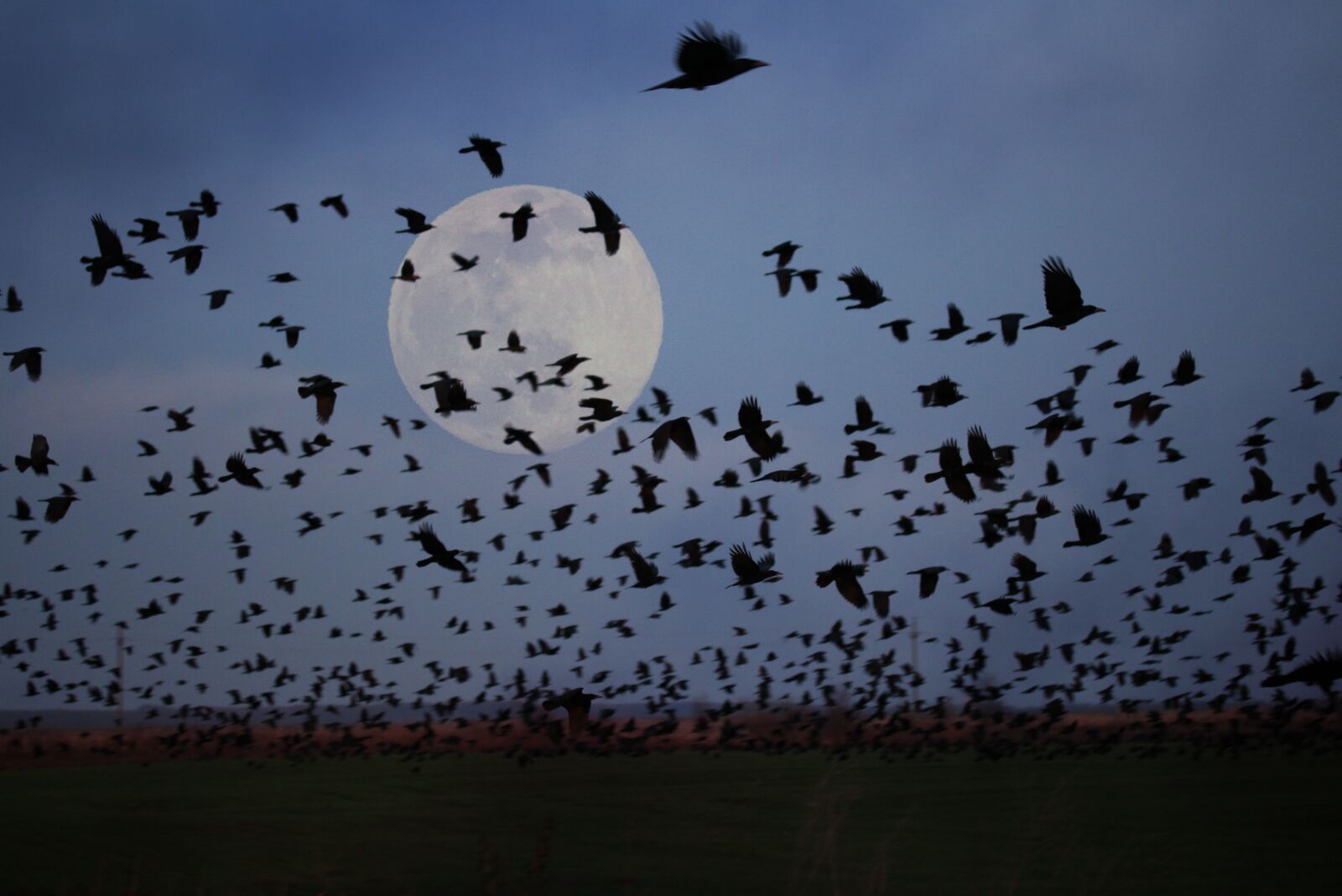 Canon EF-S 60mm F2.8 Macro USM sample photo. Luna, birds, flight photography