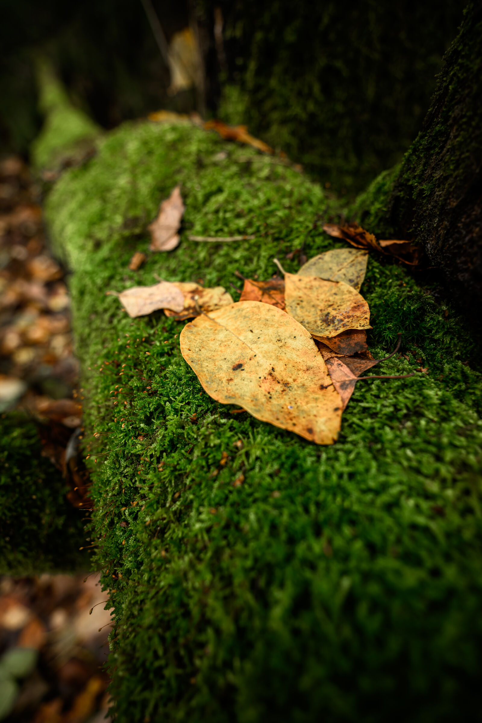 Nikon Nikkor Z 17-28mm F2.8 sample photo. Autumn forest photography