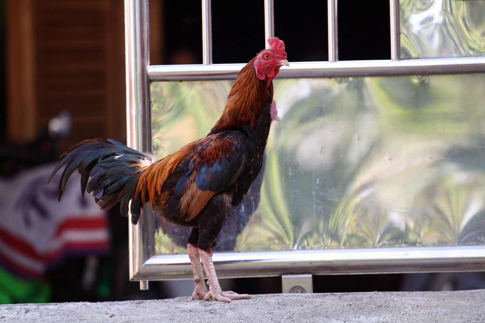 Canon EOS 1000D (EOS Digital Rebel XS / EOS Kiss F) sample photo. Animal, chicken photography