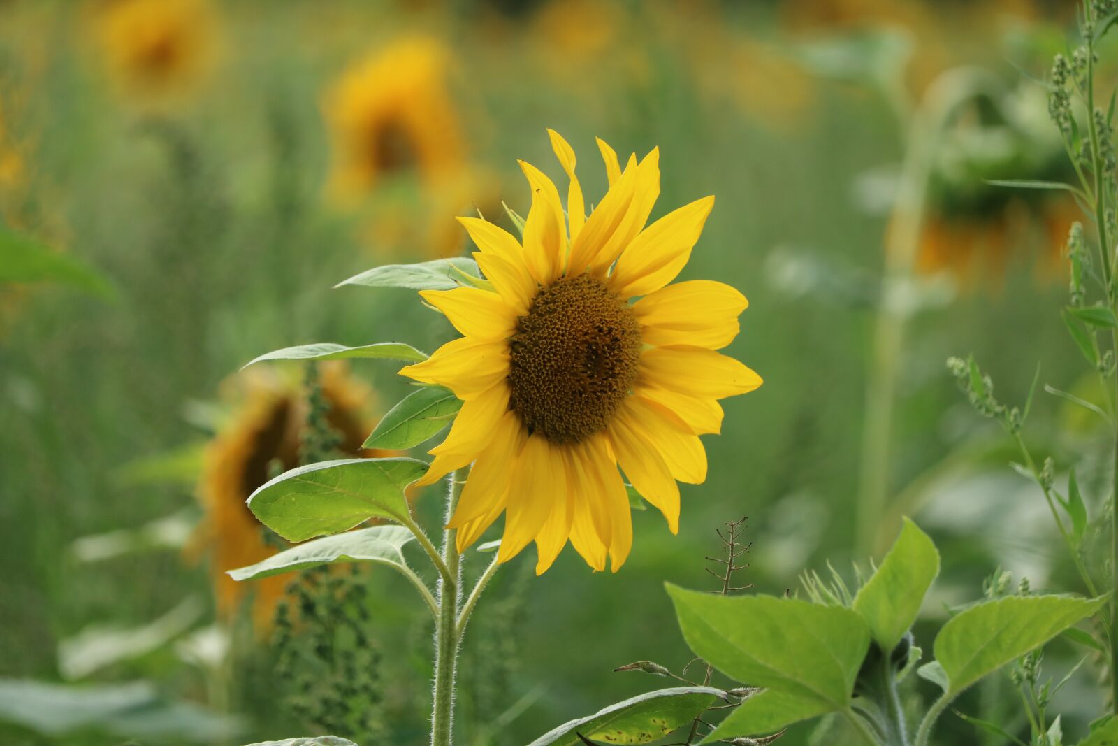 Canon EOS 750D (EOS Rebel T6i / EOS Kiss X8i) + Canon EF-S 55-250mm F4-5.6 IS STM sample photo. Sunflower, field, summer photography
