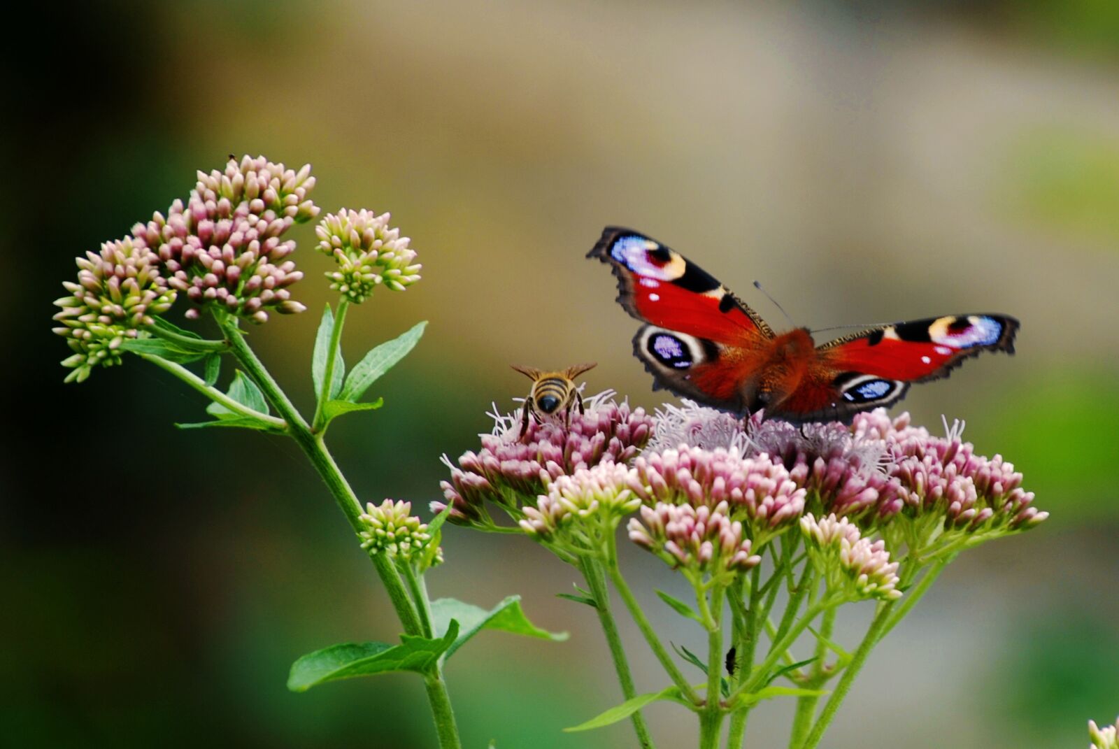 Nikon D80 sample photo. Butterfly, flower, nature photography
