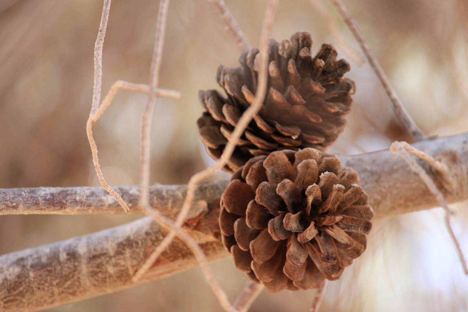 Canon EOS 650D (EOS Rebel T4i / EOS Kiss X6i) + Canon EF-S 55-250mm F4-5.6 IS II sample photo. Pinecone, branch, nature photography