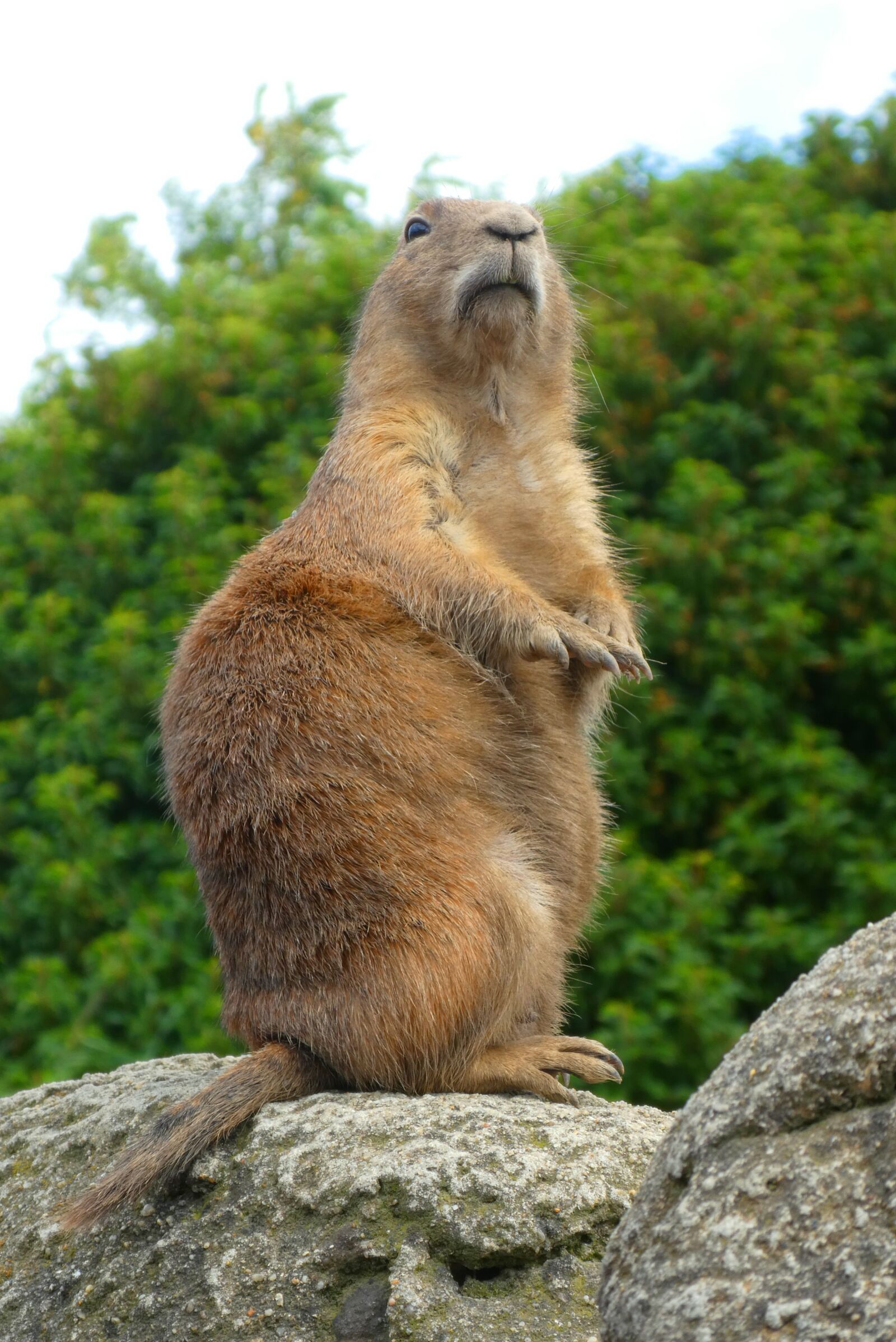 Panasonic Lumix DC-ZS70 (Lumix DC-TZ90) sample photo. Prairie dog, watch, lookout photography