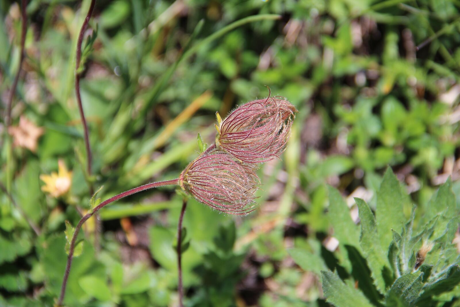 Canon EOS 600D (Rebel EOS T3i / EOS Kiss X5) sample photo. Flower, mountain, prairie photography