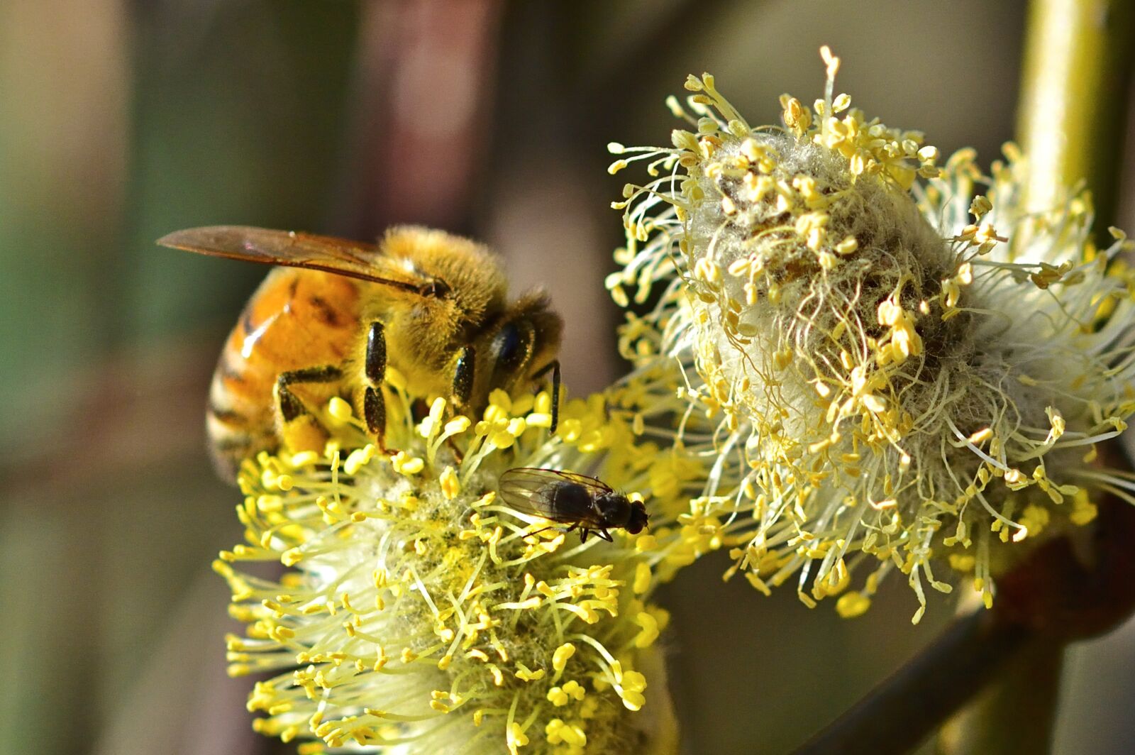Nikon D5200 sample photo. Nature, honey bee, close photography
