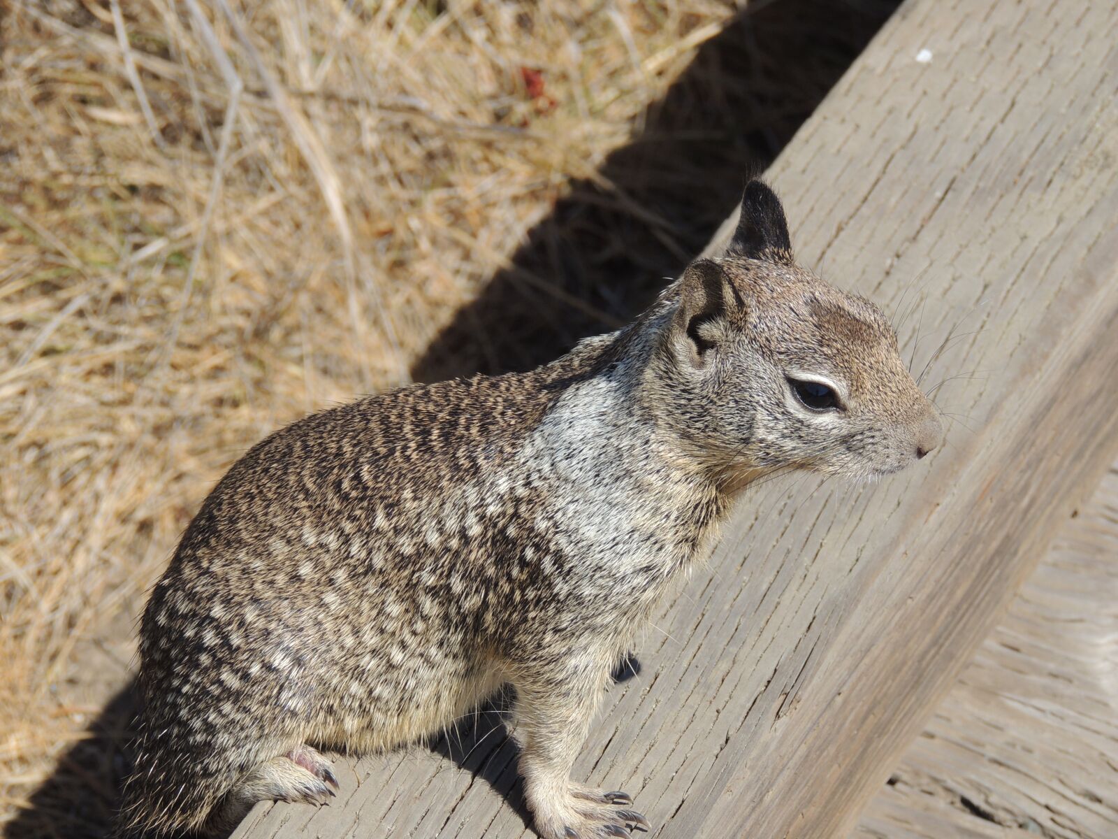 Nikon Coolpix P510 sample photo. Squirrel on the beach photography