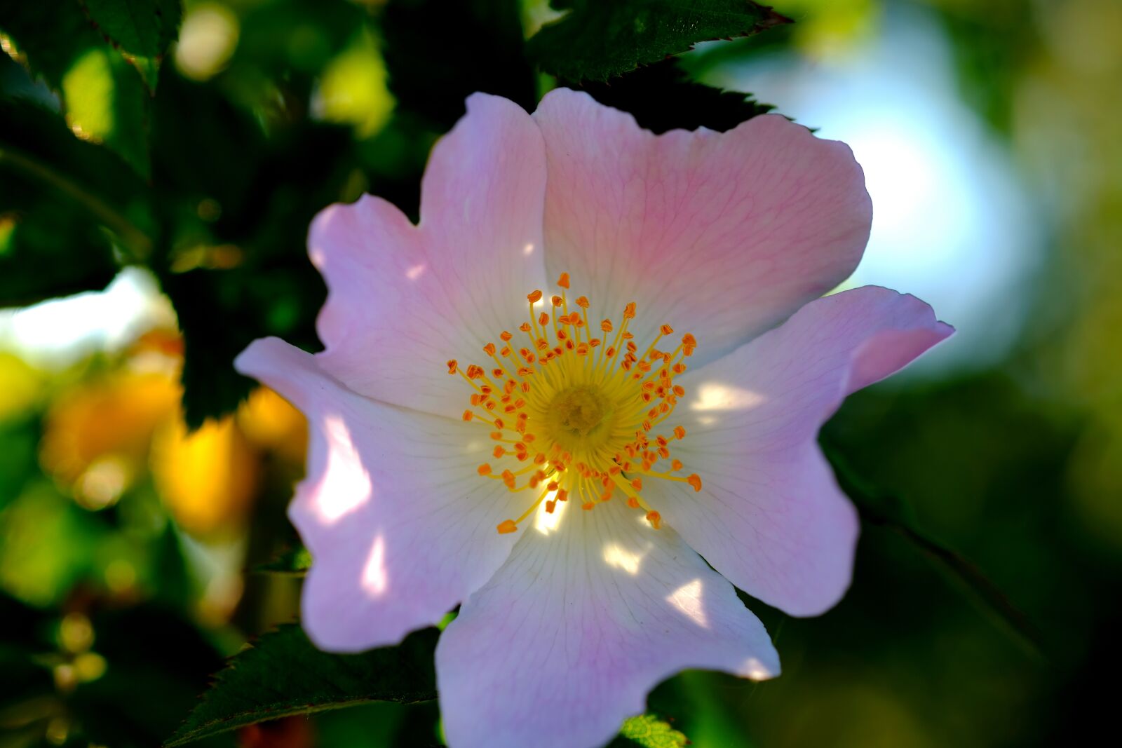 Fujifilm X-T20 sample photo. Blossom, bloom, bush photography