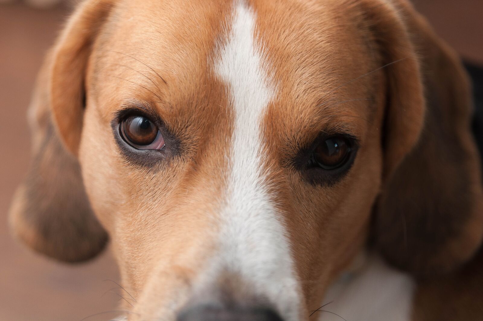 Nikon D90 sample photo. Beagle, pure breed, dog photography