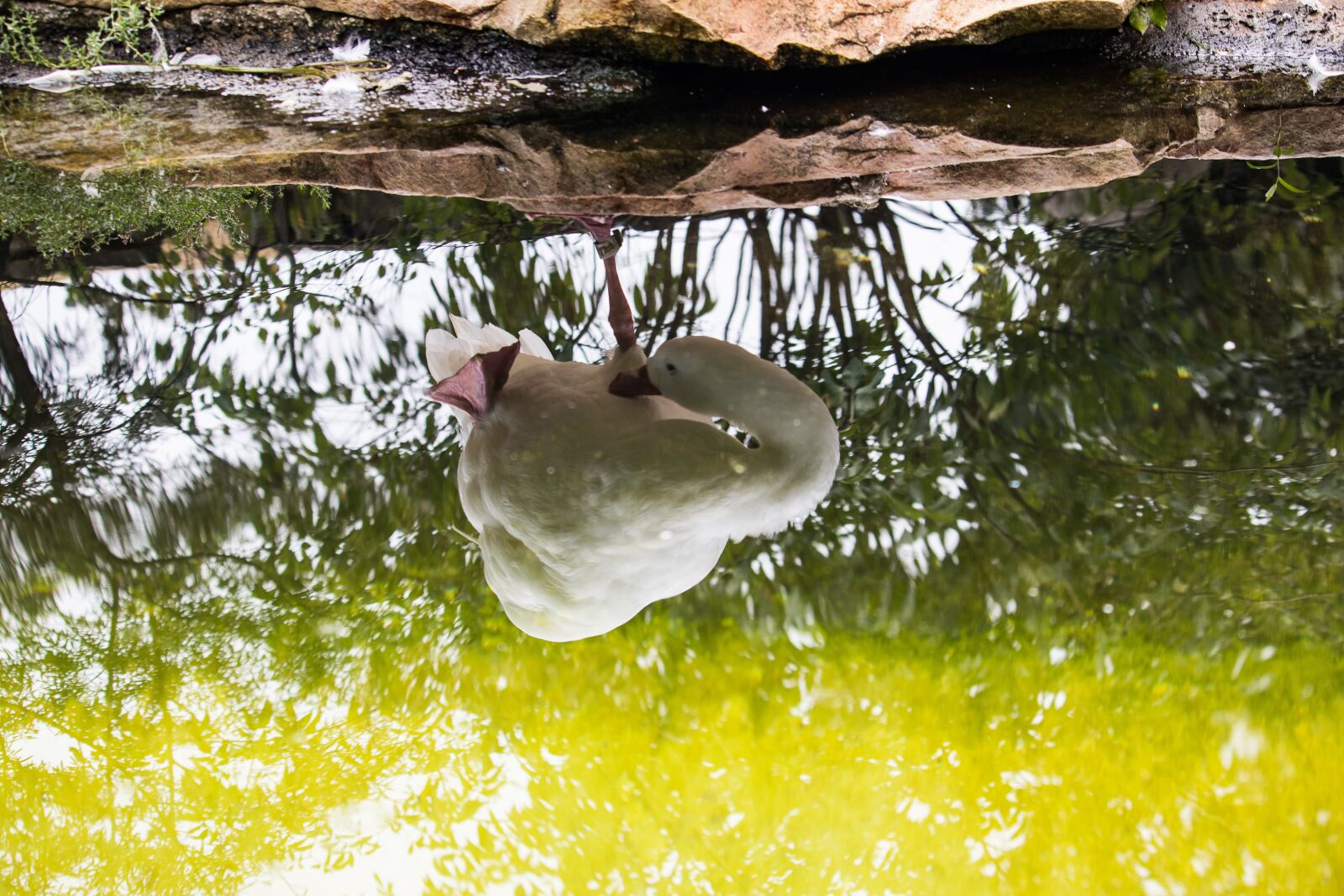 Canon EF-S 55-250mm F4-5.6 IS STM sample photo. Coscoroba swan, swan, magpie photography