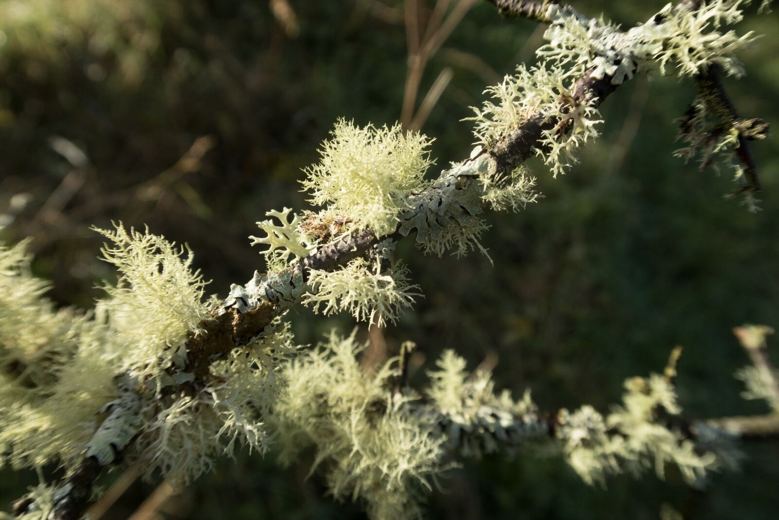 Canon PowerShot G7 X sample photo. Lichen, nature, wood photography