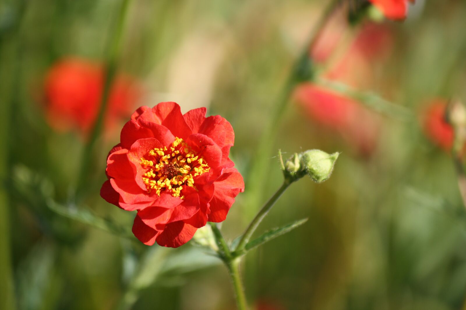 Canon EOS 1000D (EOS Digital Rebel XS / EOS Kiss F) sample photo. Flower, bloom, red photography