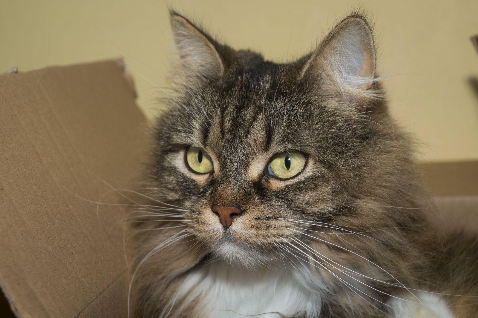 Sony DT 18-55mm F3.5-5.6 SAM II sample photo. Cat, norwegian forest cat photography