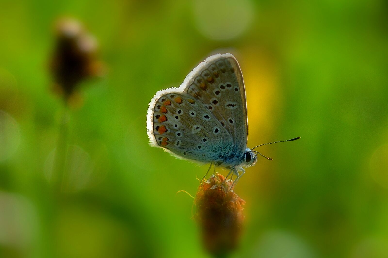 Nikon D5200 sample photo. Butterfly, morning sun, meadow photography