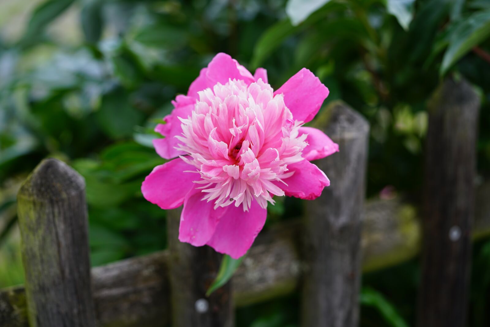 Sony a7R II + Sony FE 90mm F2.8 Macro G OSS sample photo. Peony, flower, blossom photography