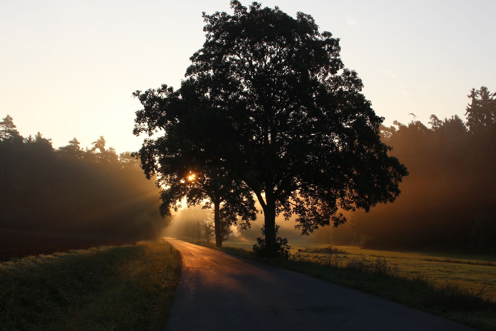 Canon EOS 700D (EOS Rebel T5i / EOS Kiss X7i) sample photo. Foggy, forest, grass photography