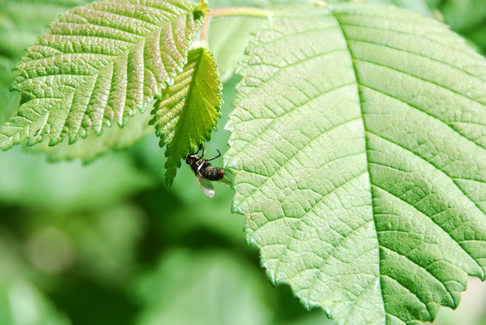 Nikon D80 sample photo. Leaves, green, fly photography