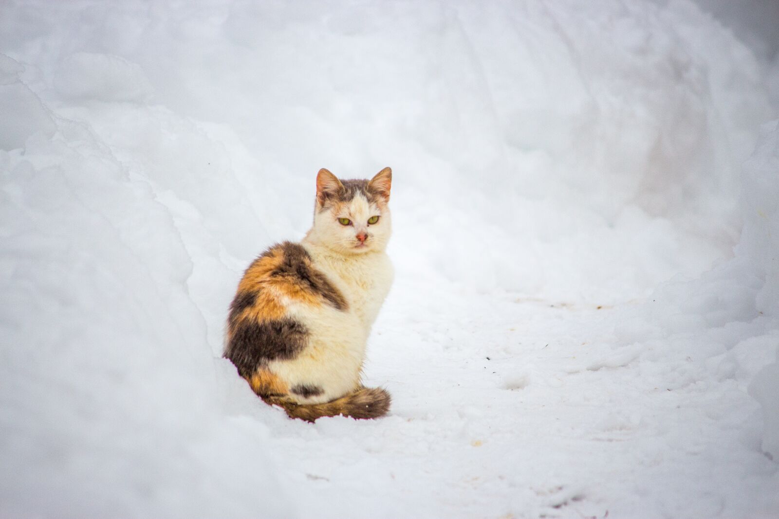 Canon EOS 700D (EOS Rebel T5i / EOS Kiss X7i) sample photo. Cat, animal, cute photography