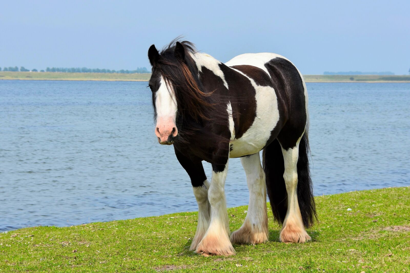 Nikon D7200 sample photo. Horse, irisch cob, flocked photography