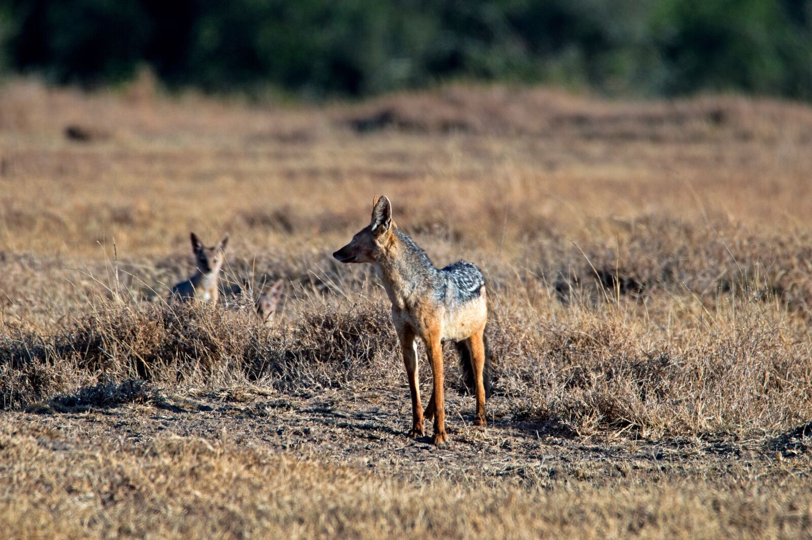 Nikon D3200 sample photo. Sjakal, africa, kenya photography