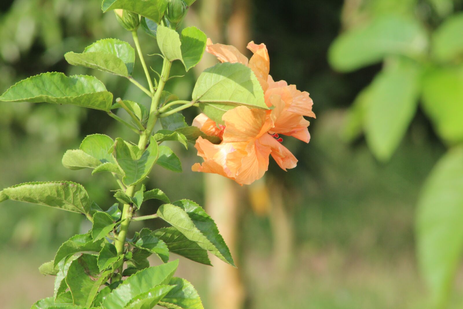 Canon EOS 1300D (EOS Rebel T6 / EOS Kiss X80) sample photo. Flower, awesome flower, bloom photography