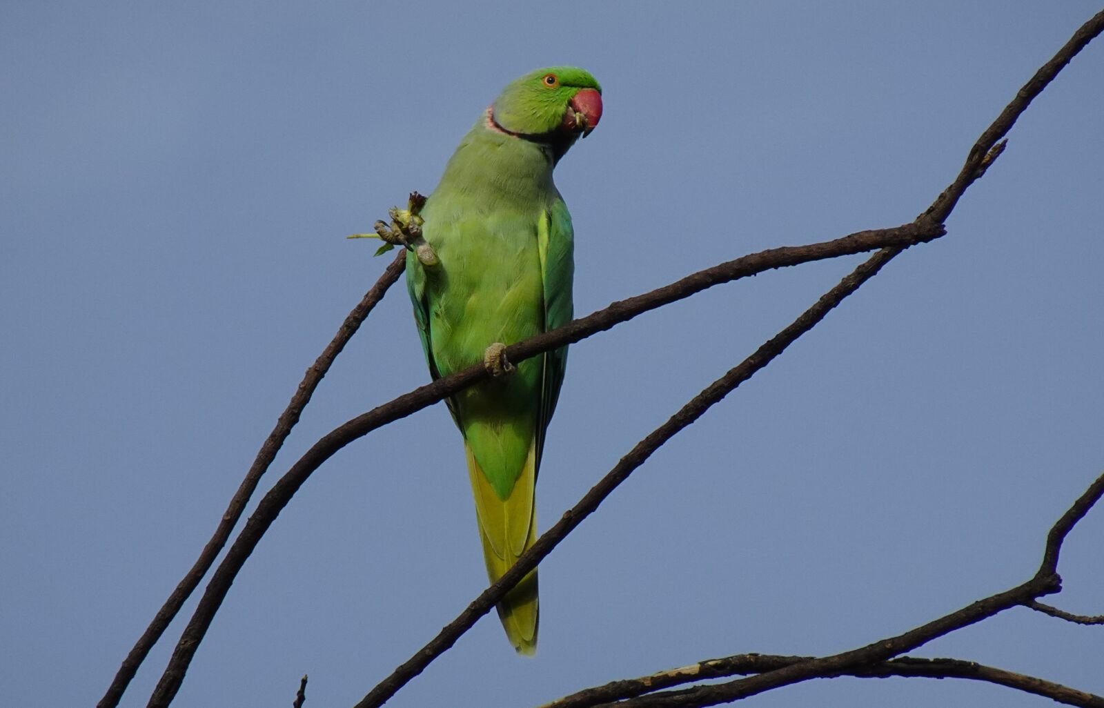Sony DSC-WX800 sample photo. Bird, parakeet, green photography