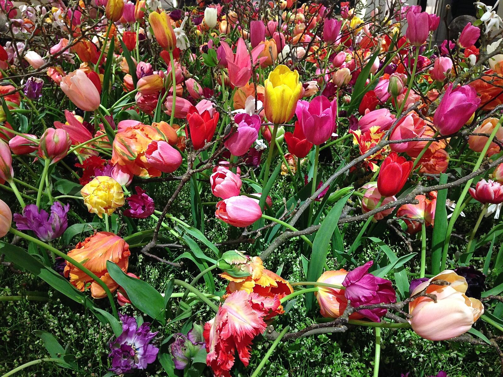 iPhone 5 back camera 4.12mm f/2.4 sample photo. Tefaf, tulips, flowers photography