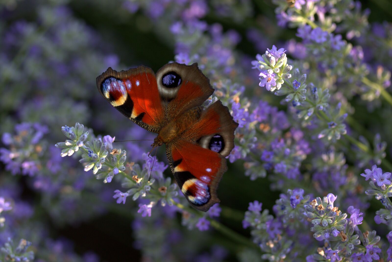 Canon EOS 7D Mark II + Canon EF-S 60mm F2.8 Macro USM sample photo. Lavender, butterflies, supplies photography